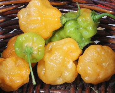 Chiles habaneros organicos