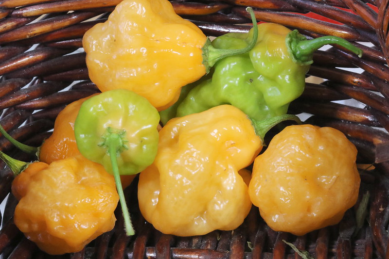 Chiles habaneros organicos