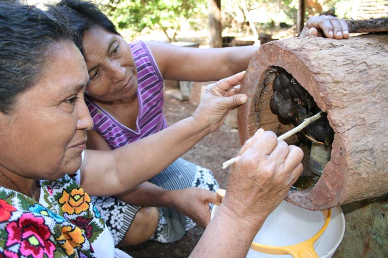 Mujeres mayas obteniendo miel melipona directo de los jobones