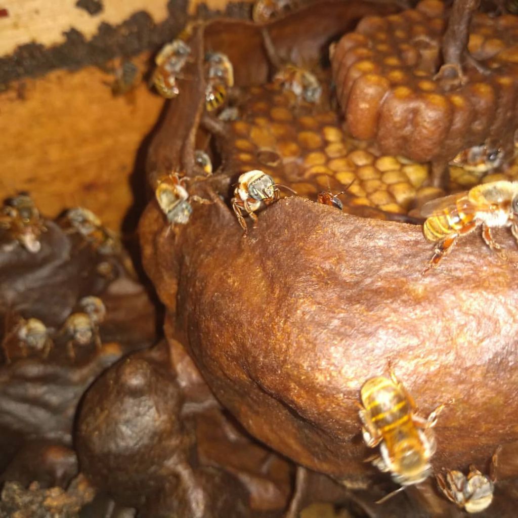 Interior de un jobon con una colmena de abeja melipona maya