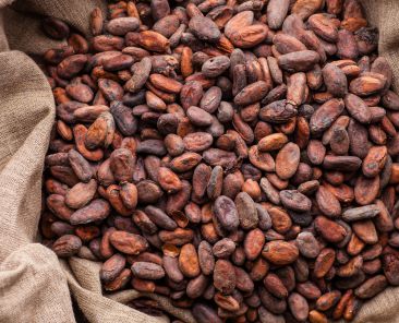 Cacao tostado en costal