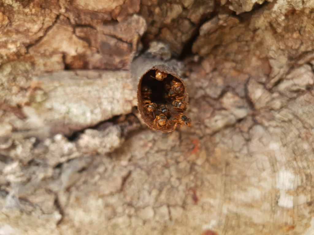 abejas meliponas en la entrada de un panal