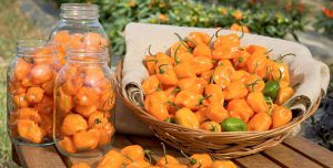 chiles habaneros en canasta