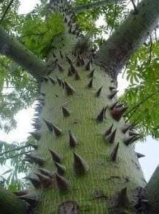 Árbol de la Ceiba, el árbol sagrado Maya