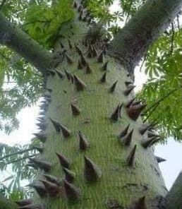 Árbol de la Ceiba, el árbol sagrado Maya