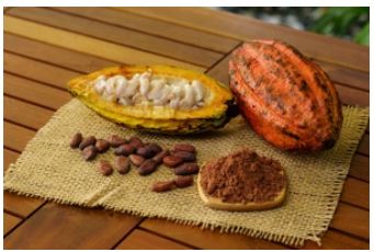 Cacao natural en su vaina