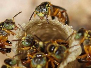 Abejas Meliponas mayas