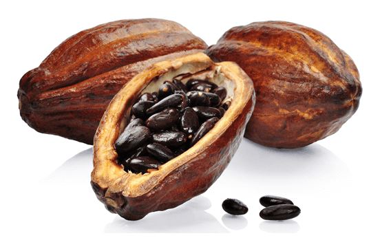 Vaina naturales de cacao maya
