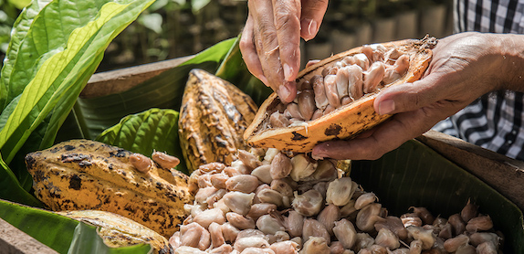 manos de anciano maya escogiendo granos de cacao